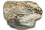 Dinosaur (Triceratops) Bone Section - Montana #300445-1